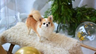 【Canvaデザイン】何を伝えたいのかを考えることの大切さを知ることができました